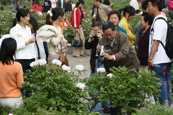 中川牡丹园摄影爱好者拍摄牡丹花