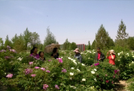 中国兰州中川国际牡丹文化生态旅游节